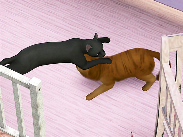 cat21 cat21