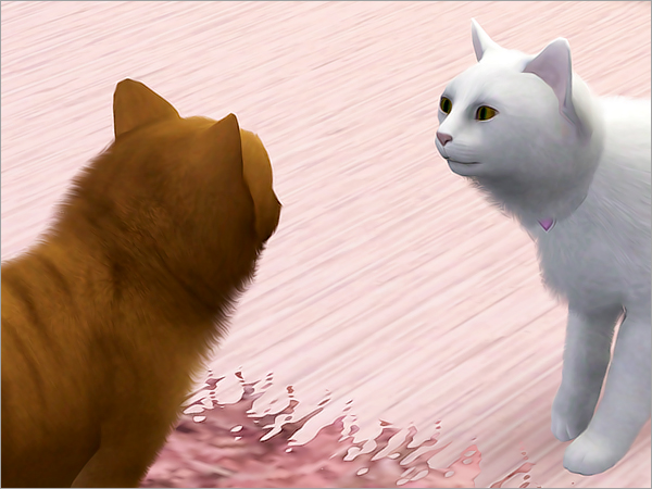 cat28 cat28