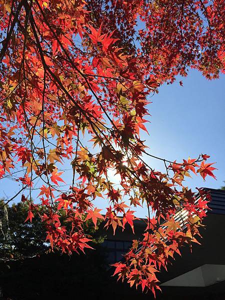 養老溪谷紅葉1