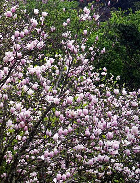 104 3 4 678團 淡水楓樹湖步道健行 歡迎金菊的部落格網頁 請大家多多指教囉 隨意窩xuite日誌