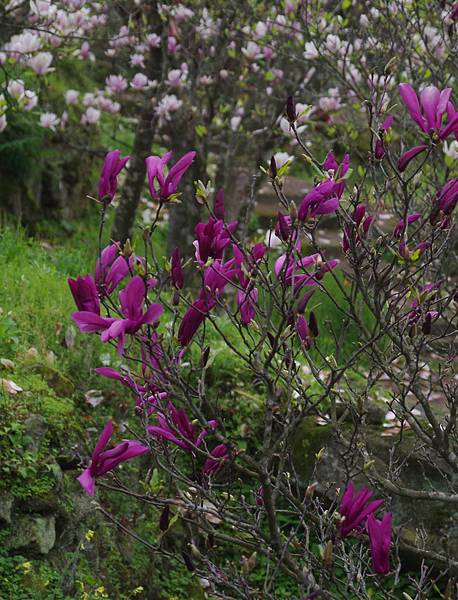 104 3 4 678團 淡水楓樹湖步道健行 歡迎金菊的部落格網頁 請大家多多指教囉 隨意窩xuite日誌