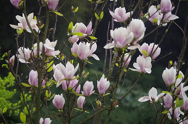 104 3 4 678團 淡水楓樹湖步道健行 歡迎金菊的部落格網頁 請大家多多指教囉 隨意窩xuite日誌