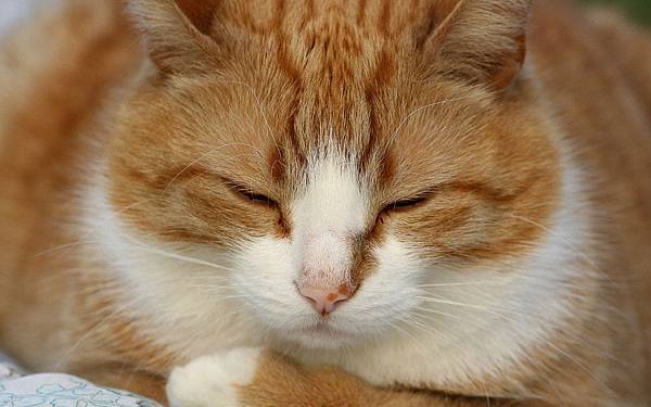a-cute-little-sleeping-cat-pictures-widescreen-wallpapers