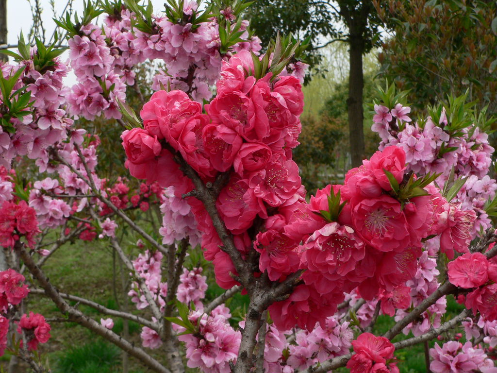 0328_489 上海桃花季.JPG