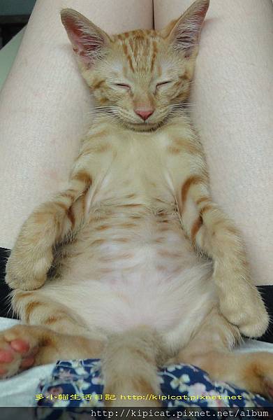 多小貓打坐b(多小貓生活日記))