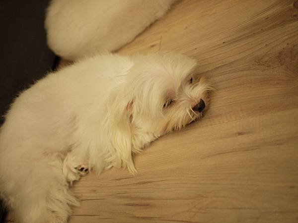 1小凱蒂 1小凱蒂