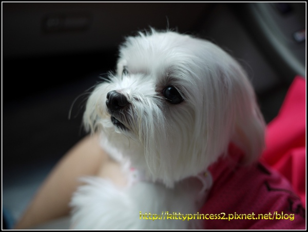 凱蒂1.JPG 凱蒂1.JPG