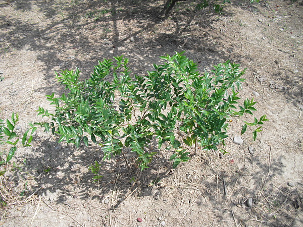 CIMG0446.JPG CIMG0446.JPG