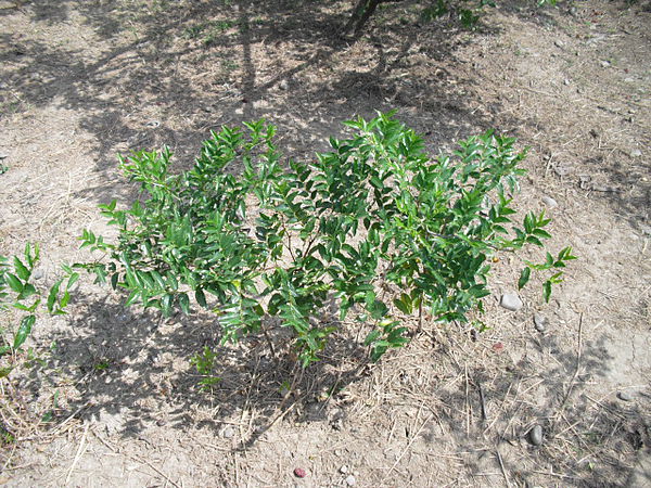 CIMG0446.JPG CIMG0446.JPG