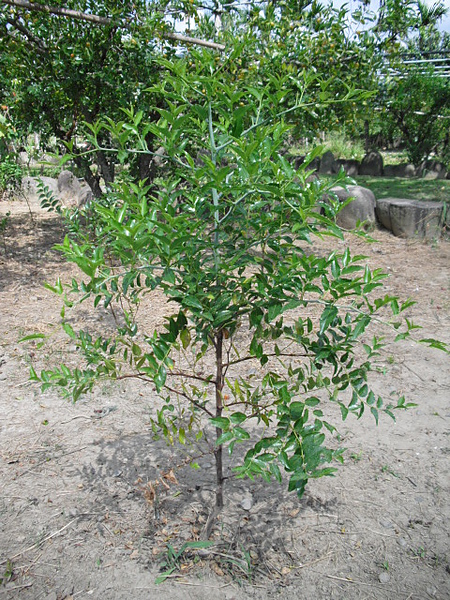 CIMG0447.JPG CIMG0447.JPG