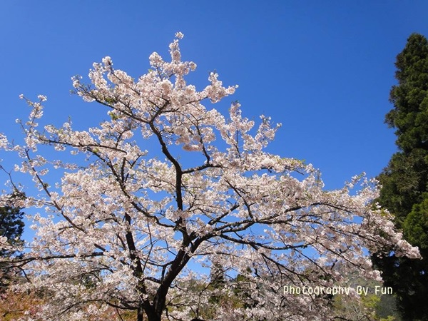 1781382_807037759322090_959838168_n