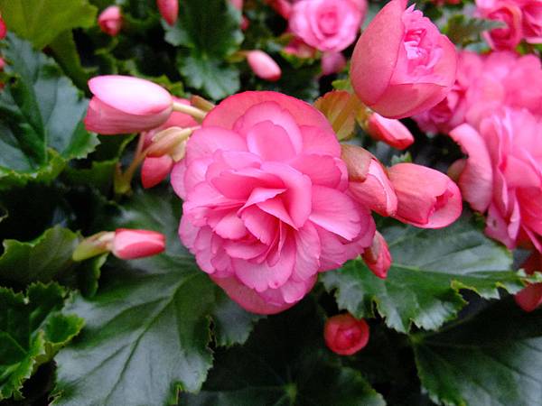 10.18花蓮蝴蝶谷&鯉魚潭&市區 (260).JPG 10.18花蓮蝴蝶谷&鯉魚潭&市區 (260).JPG