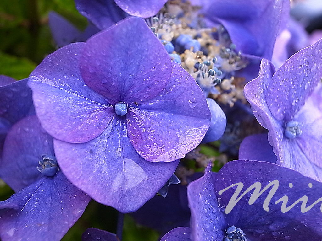 R0066427.JPG R0066427.JPG