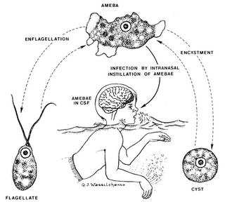 巴基斯坦出現專吃大腦寄生蟲(brain-eating amoeba) - 專吃大腦寄生蟲 巴基斯坦出現專吃大腦寄生蟲(brain-eating amoeba) -
專吃大腦寄生蟲