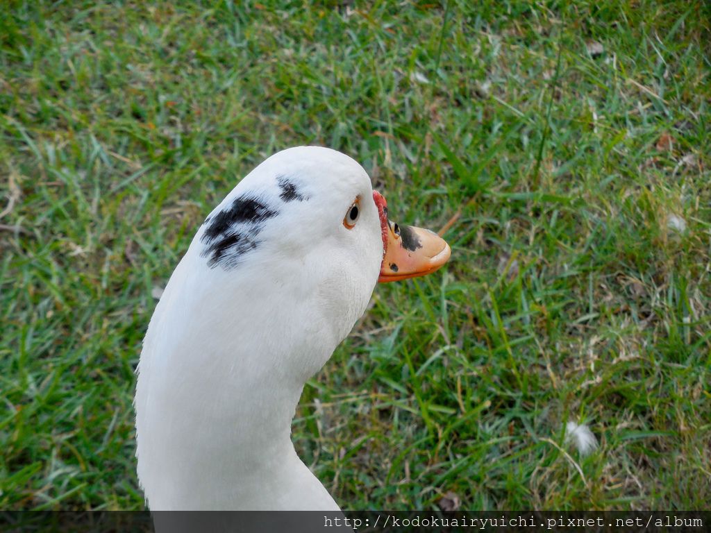 DSCN0337.jpg DSCN0337.jpg