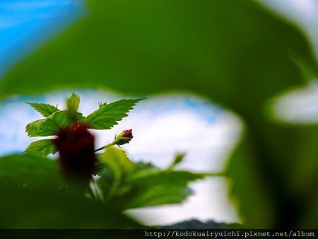 DSCN9990.jpg DSCN9990.jpg