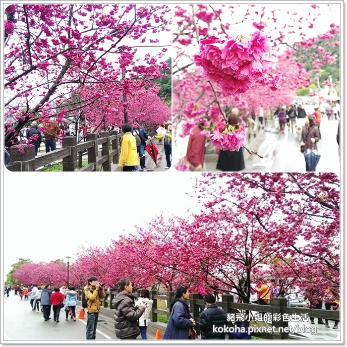泰安櫻花 (1) 泰安櫻花 (1)