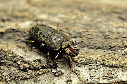 6cG5JTRYV1in.Y7jce5JHw