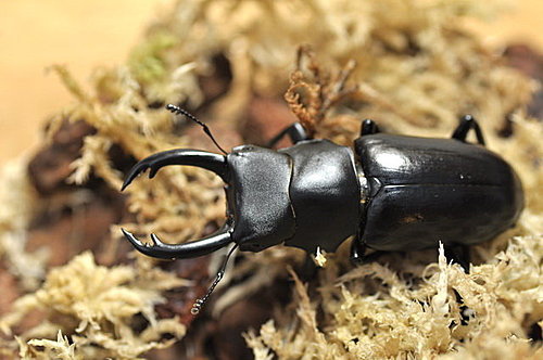 _GZmuwA7.i_OXvhWdRDh2w _GZmuwA7.i_OXvhWdRDh2w