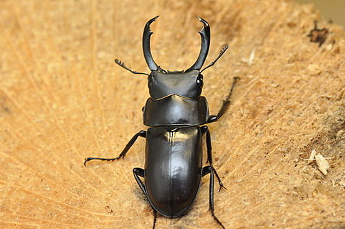 T6s01LKmMR9hA1qhezz2Hg T6s01LKmMR9hA1qhezz2Hg