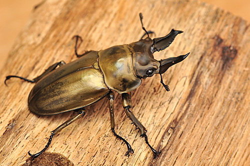 HLdMRU5fB_blhQfz_oc.6A