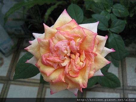 2012/6/4 Summer Sunshine1