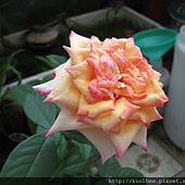 2012/6/4 Summer Sunshine3