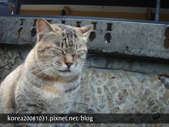 猴硐 猴硐