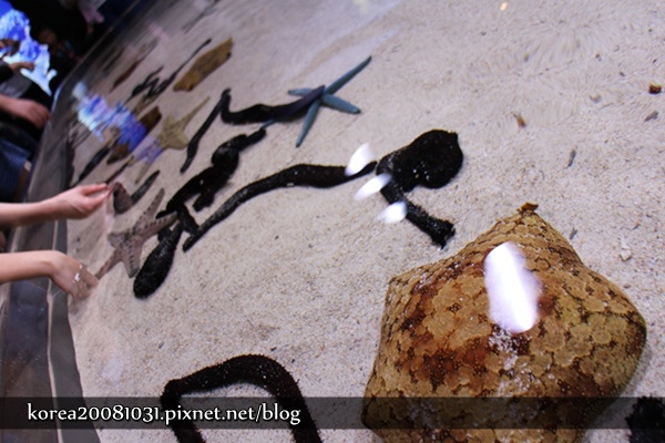 沖繩美麗海水族館 沖繩美麗海水族館