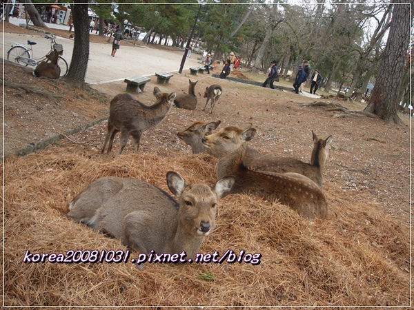 奈良公園 奈良公園
