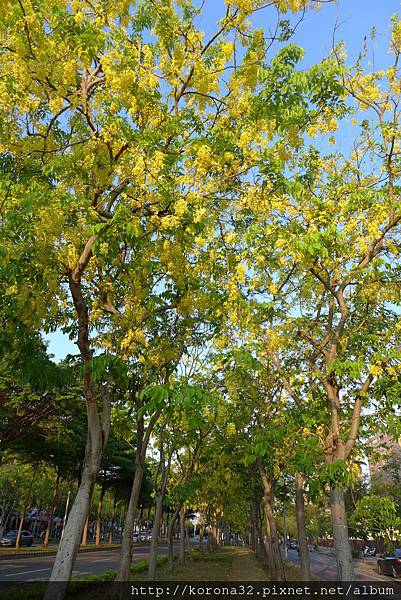 P1100515 P1100515