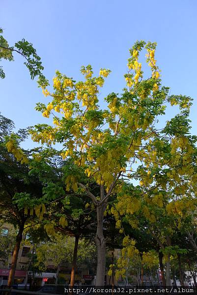 P1100519 P1100519