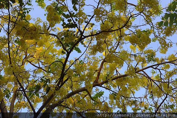 P1100532 P1100532