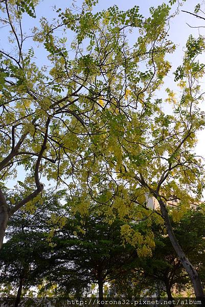 P1100537 P1100537