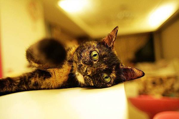 478827_522284491122679_1563229750_o