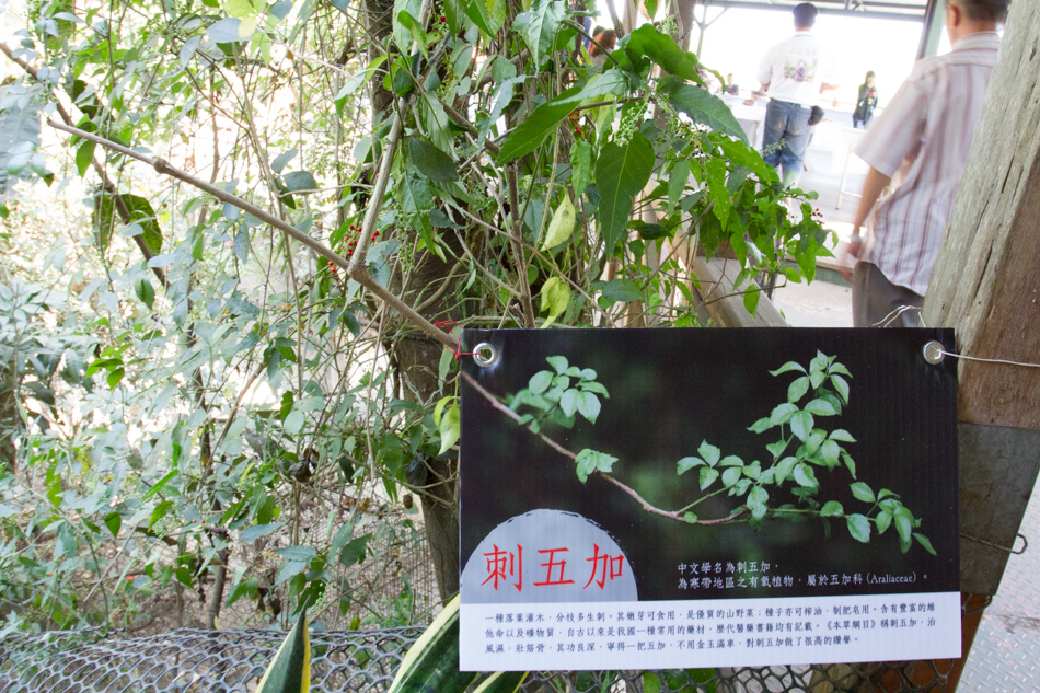高雄旅遊-水泉農場萬步雞 高雄旅遊-水泉農場萬步雞