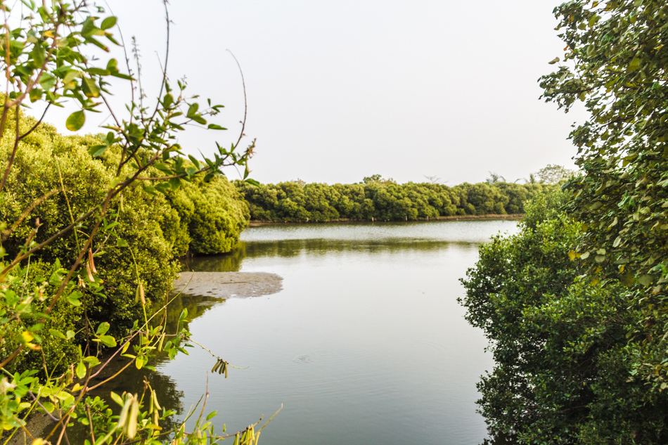 援中港濕地公園