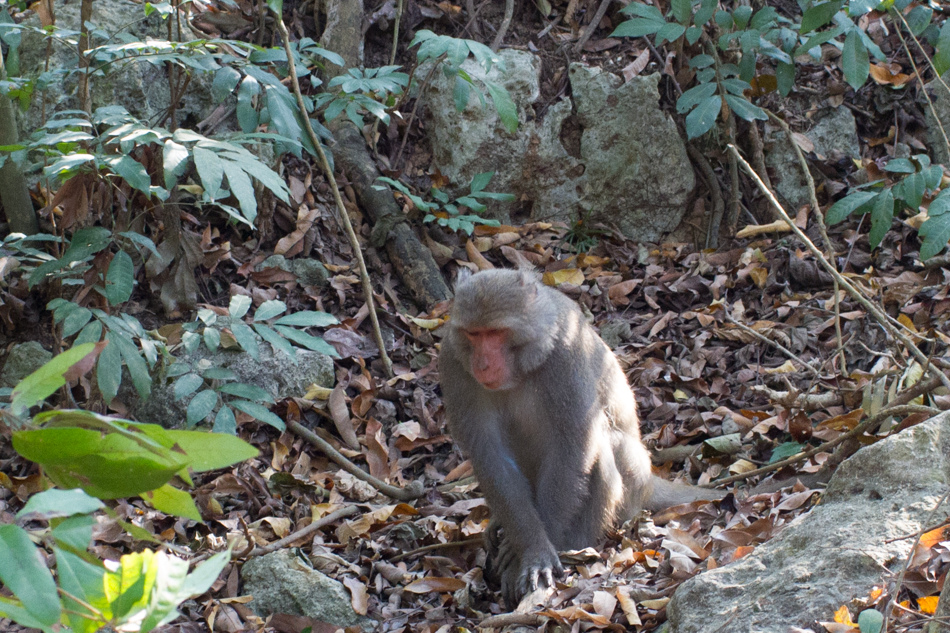 柴山自然公園