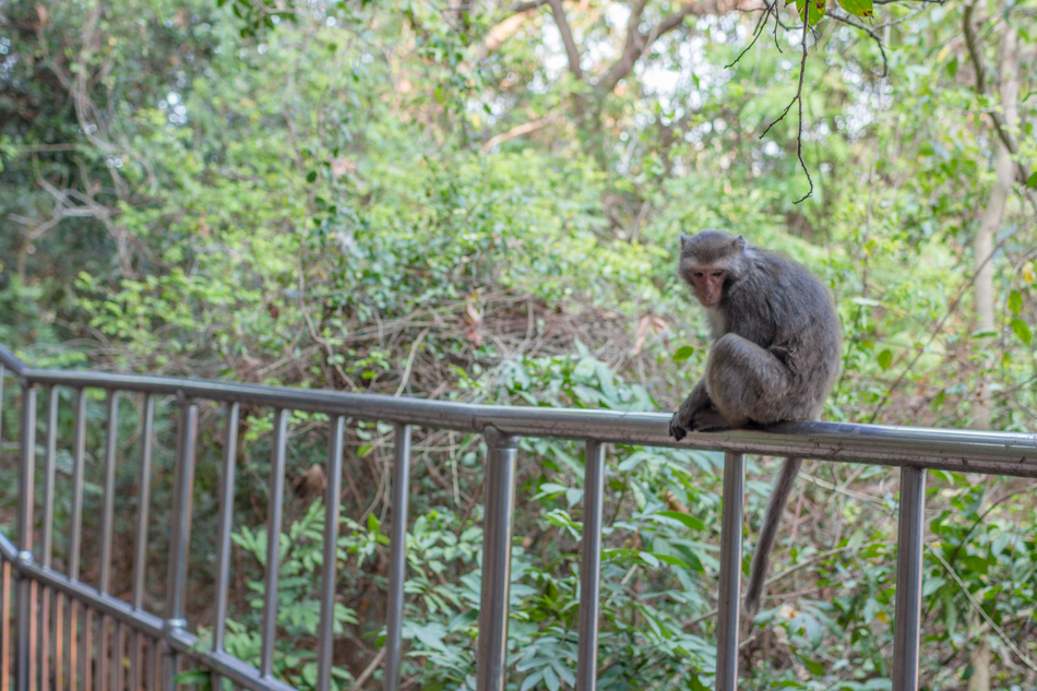 柴山自然公園