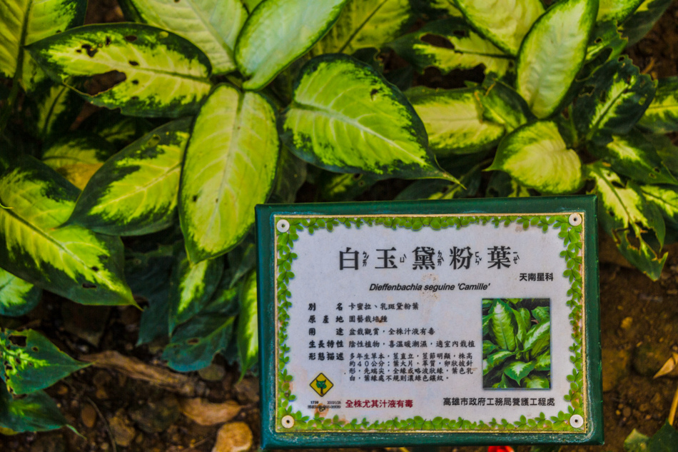 熱帶植物園