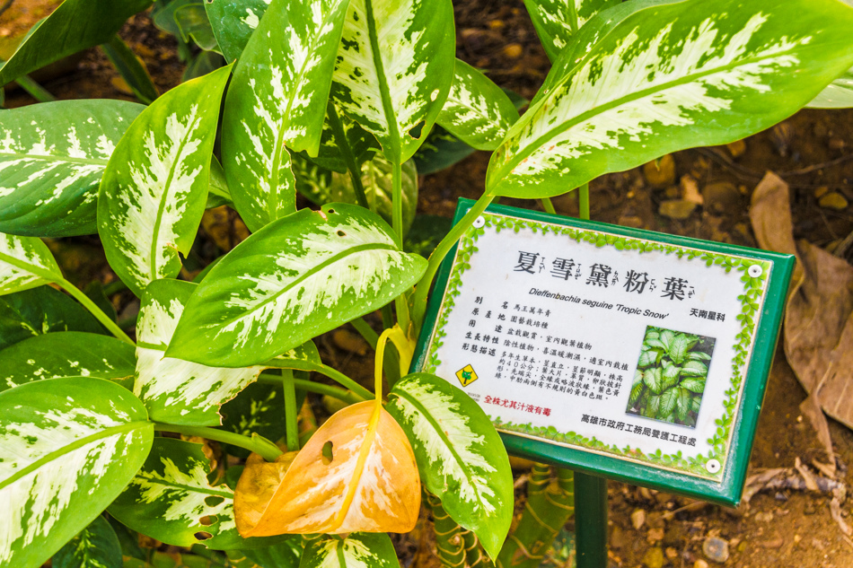 熱帶植物園