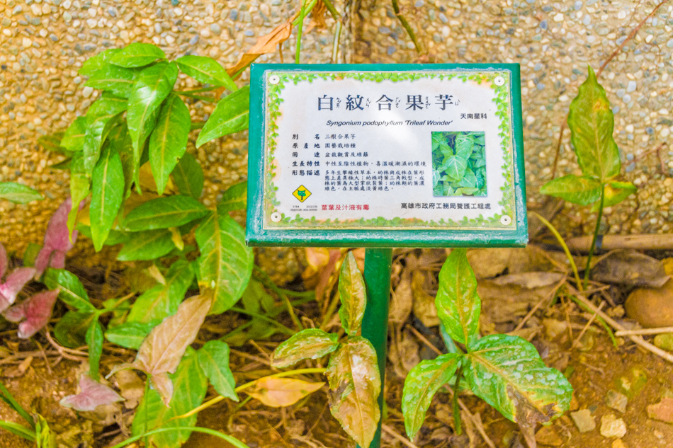 熱帶植物園