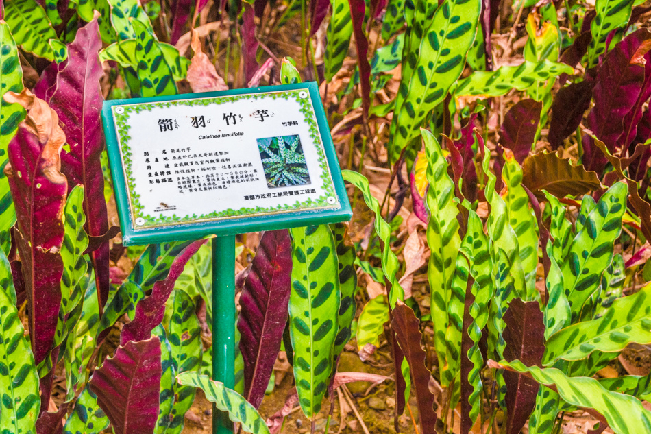 熱帶植物園