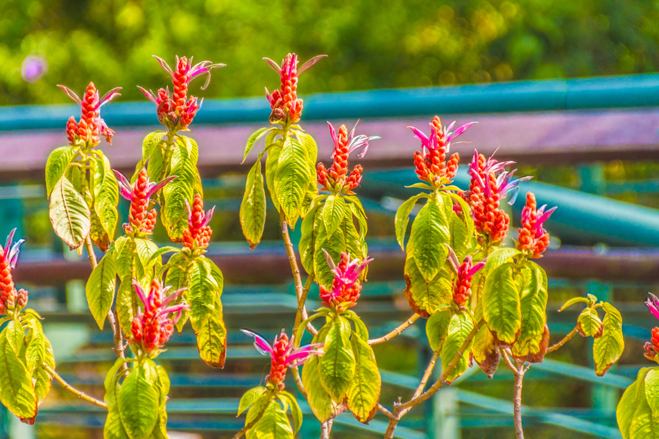 熱帶植物園