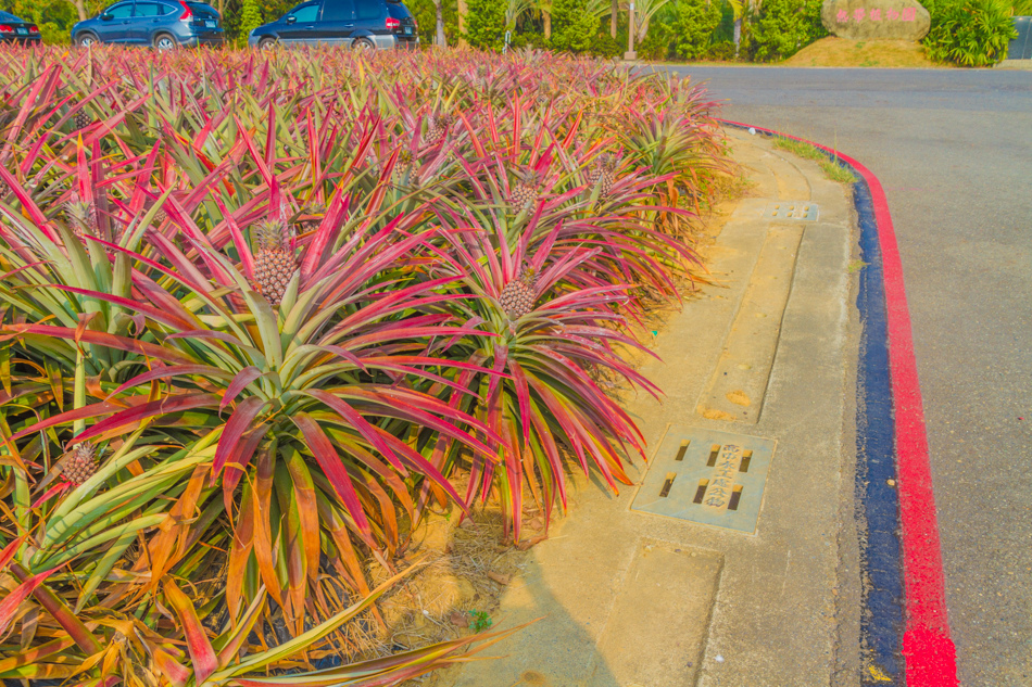 熱帶植物園