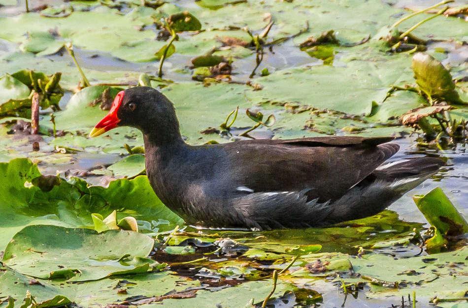 鳥松濕地公園拍鳥去