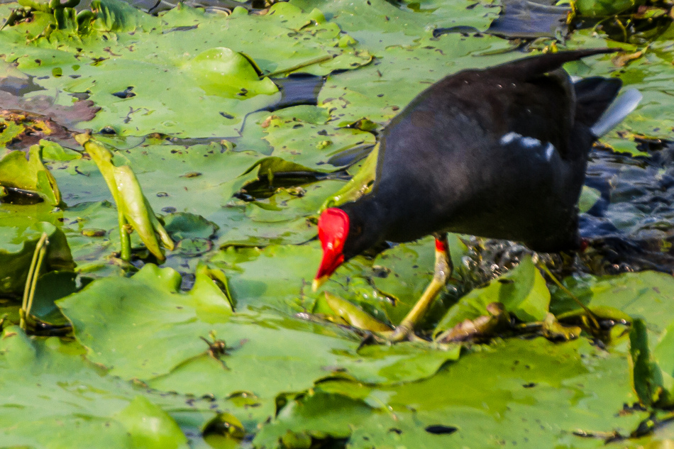 鳥松濕地公園拍鳥去