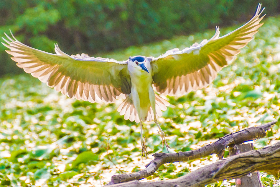 鳥松濕地公園拍鳥去 鳥松濕地公園拍鳥去