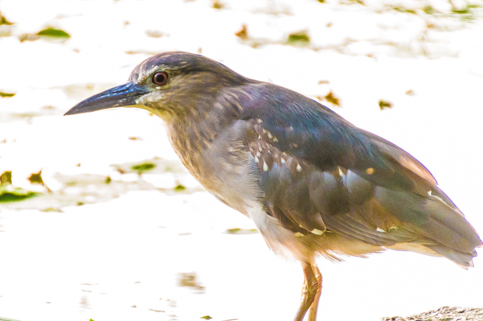 鳥松濕地公園拍鳥去