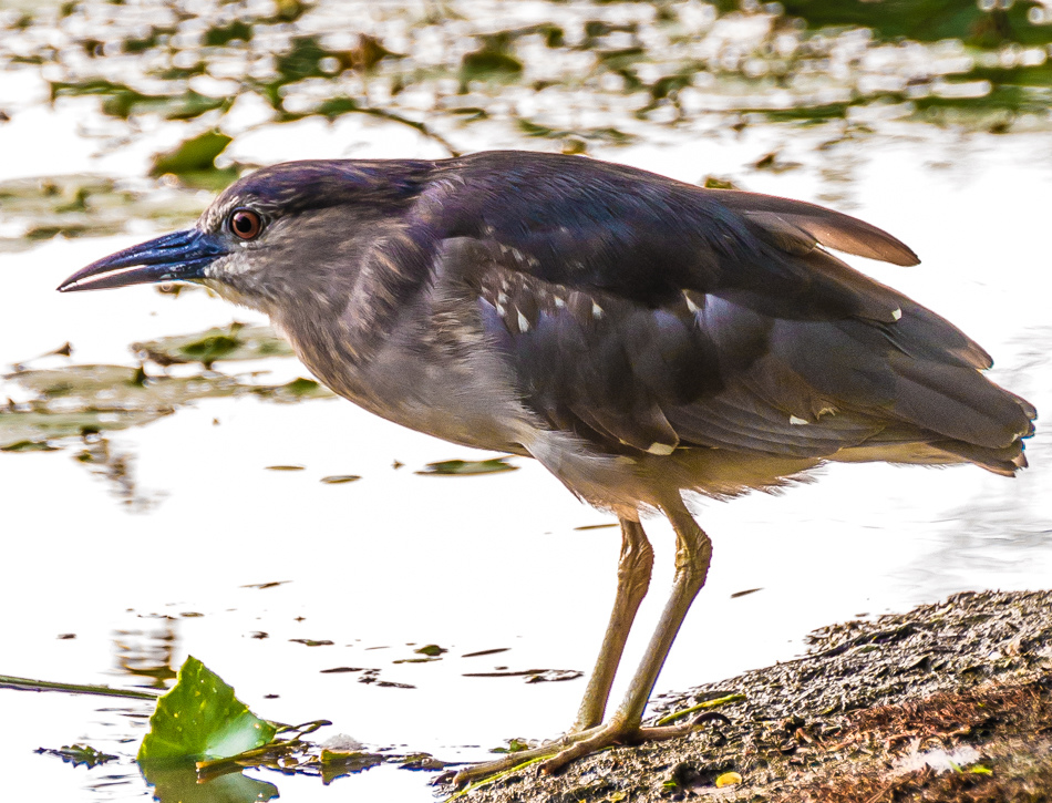 鳥松濕地公園拍鳥去